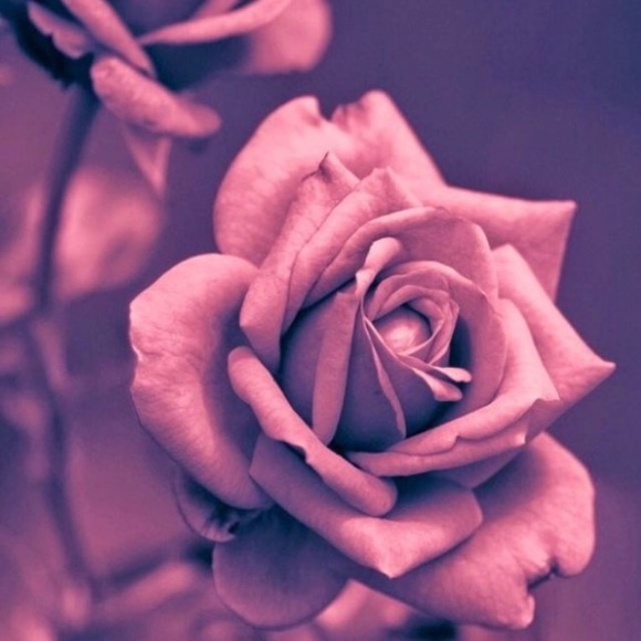 Meet your Posher, Shantel - Picture 1 of 1